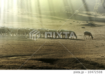Herd sheep 10472508