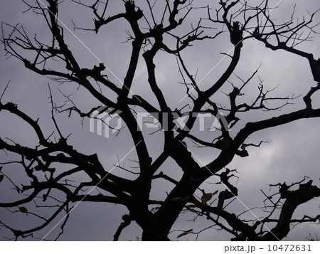 枝分かれの多い木のシルエットの写真素材