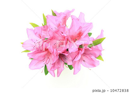 ピンクのツツジ 10472838