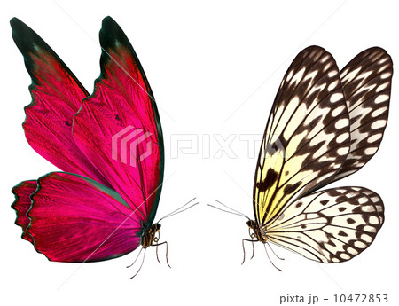 butterfly macro background butterfly macro background 10472853