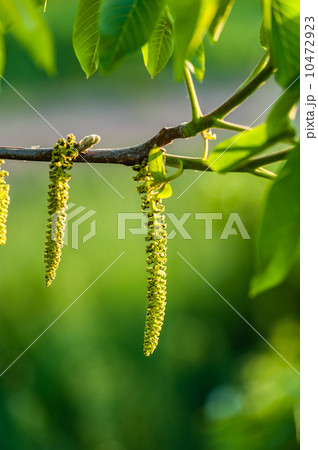 Catkin Catkin 10472923