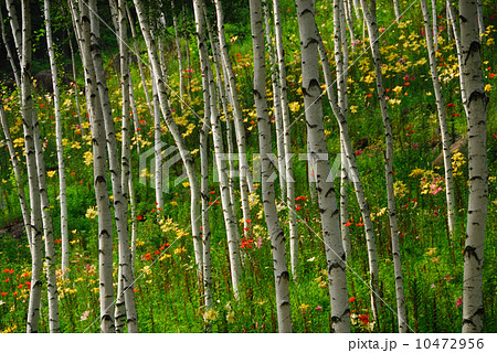 富士見高原ゆりの里 10472956