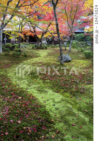 圓光寺の紅葉 10473024