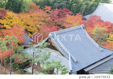 圓光寺の紅葉 10473033
