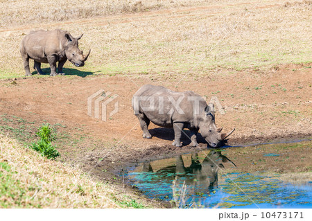 Rhinos Water Hole Wildlife Rhinos Water Hole Wildlife 10473171