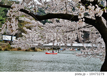 桜 桜 10473279