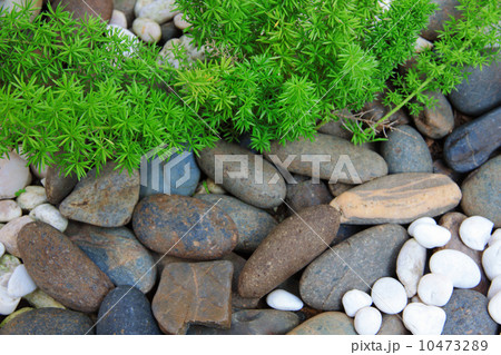 Portulaca oleracea flower in rock garden 10473289