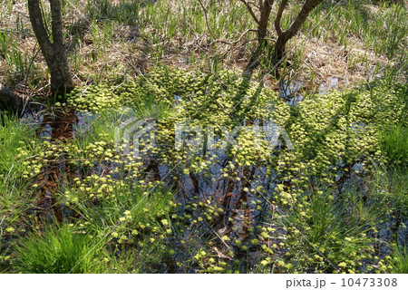 水中のネコノメソウ 10473308