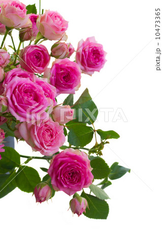 border of pink roses brunches close up border of pink roses brunches close up 10473365