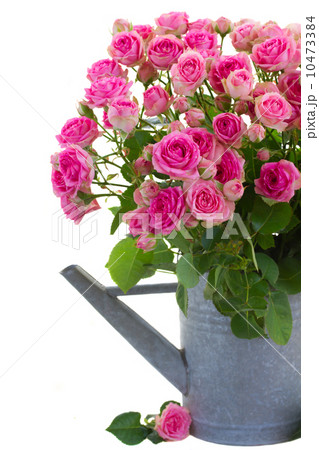 bouquet  pink roses in watering can  10473384