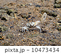 シオマネキ 10473434