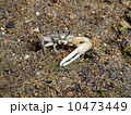 シオマネキ 10473449