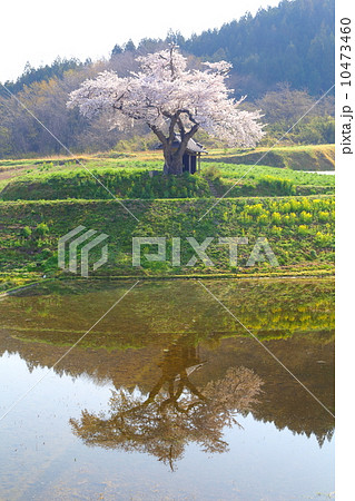 小沢の桜 小沢の桜 10473460