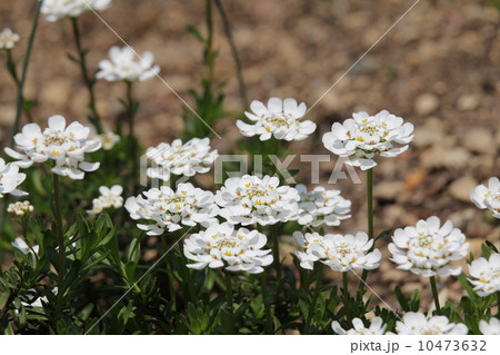 イベリス センパビレンス イベリス センパビレンス 10473632