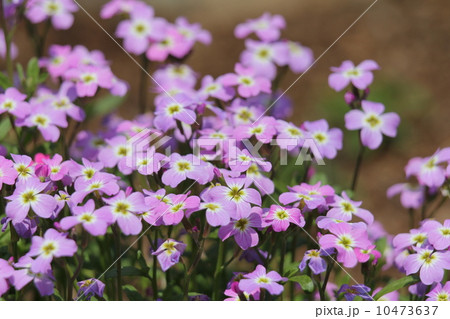 バージニアストック 10473637