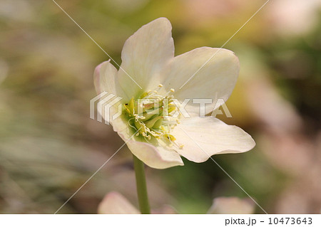 ヘレボス　ニガー 10473643