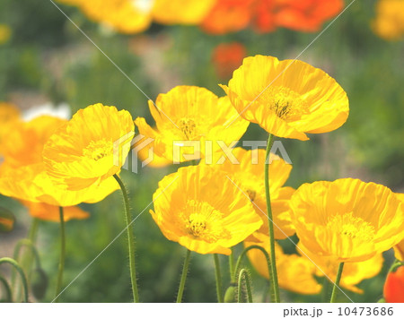 アイスランドポピー（黄） 10473686