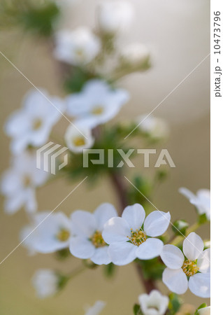 ユキヤナギ ユキヤナギ 10473796