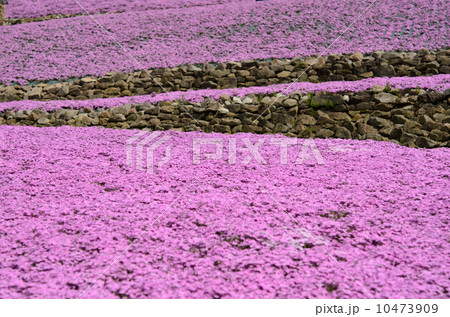 花のじゅうたん 10473909