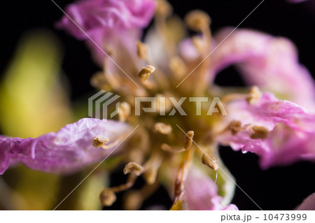 枯れた桜のクローズアップ 10473999
