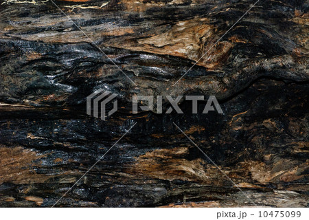 burnt tree bark texture as background 10475099