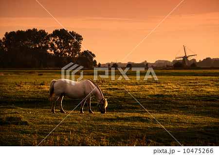 white horse on pasture at sunrise 10475266