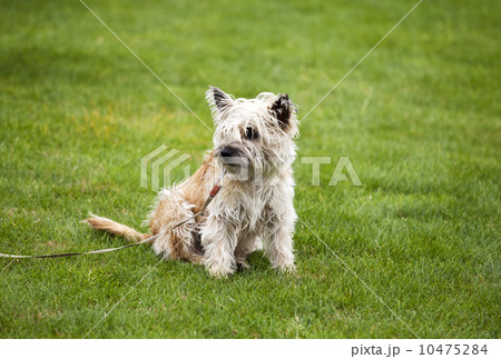 funny cute dog on grass 10475284