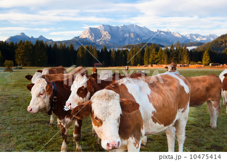 milk cows in Bavarian Alps 10475414