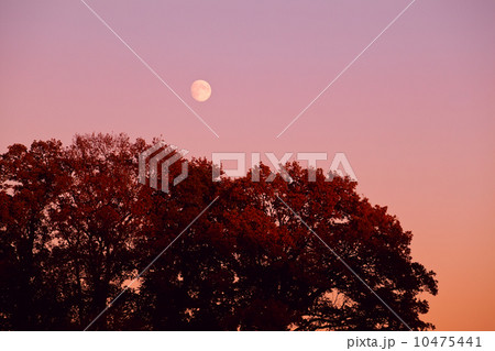 moon over tree at sunset 10475441