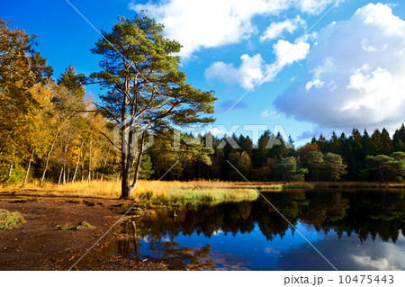 wild pond in forest wild pond in forest 10475443
