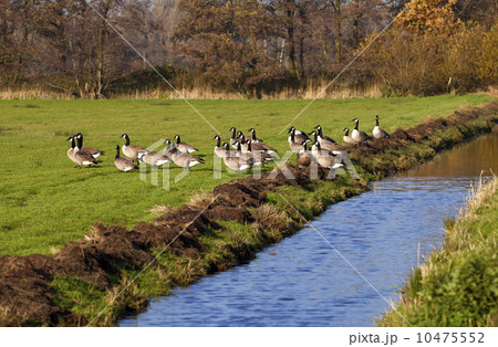 The Canada Goose (Branta canadensis) The Canada Goose (Branta canadensis) 10475552