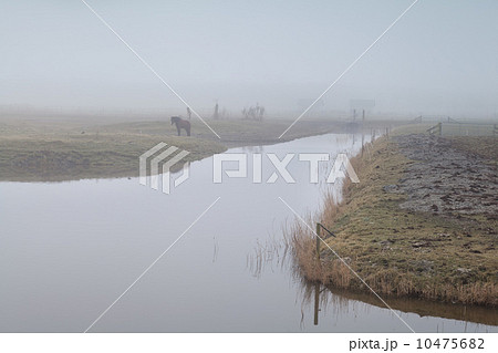 horse on pasture by river in dense fog 10475682