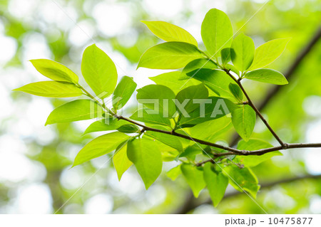 六義園の豆柿の葉の若葉に新緑 六義園の豆柿の葉の若葉に新緑 10475877
