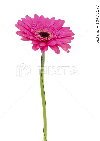 Gerbera flower isolated on white background Gerbera flower isolated on white background 10476177