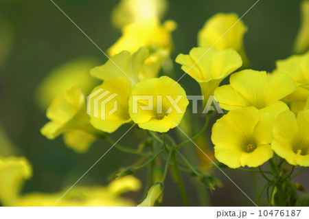 道端の草花キイロハナカタバミ 10476187