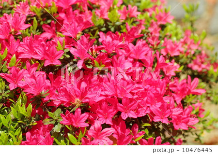 クルメツツジの花 クルメツツジの花 10476445