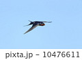 ツバメ 10476611