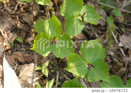 エンレイソウ 10476723