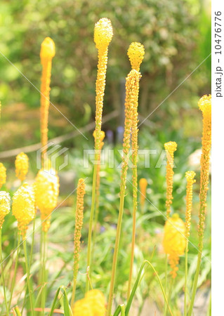 ブルビネラトリクエトラの花の写真素材