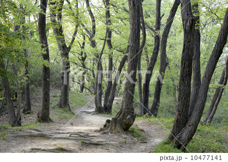 新緑の林 10477141