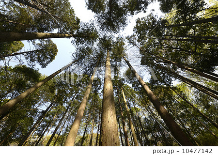 陽春の杉林 10477142