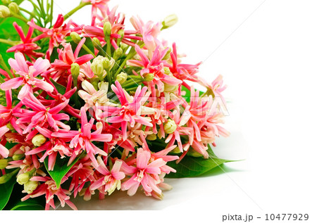 Rangoon Creeper 10477929