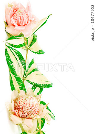 Torch Ginger 10477952