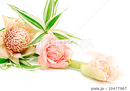 Torch Ginger 10477967