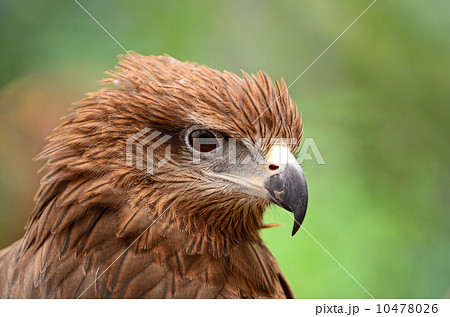 Black Kite 10478026