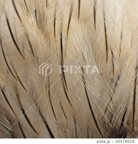 Brahminy Kite feather Brahminy Kite feather 10478028