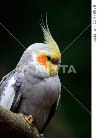 Cockatiel 10478029
