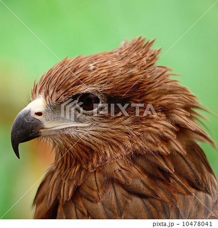 Black Kite Black Kite 10478041