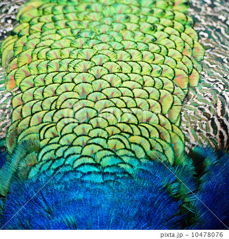 Green Peafowl feather 10478076