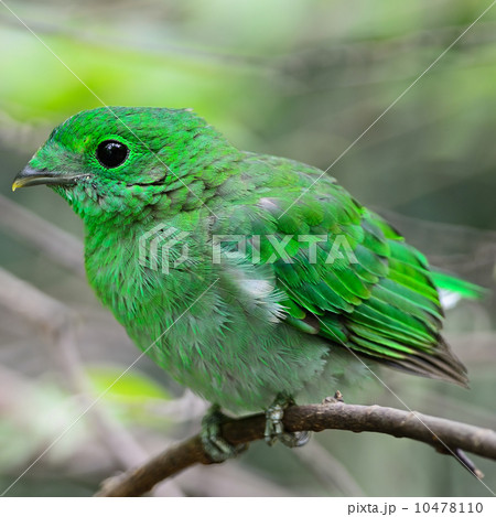 female Green Broadbill 10478110
